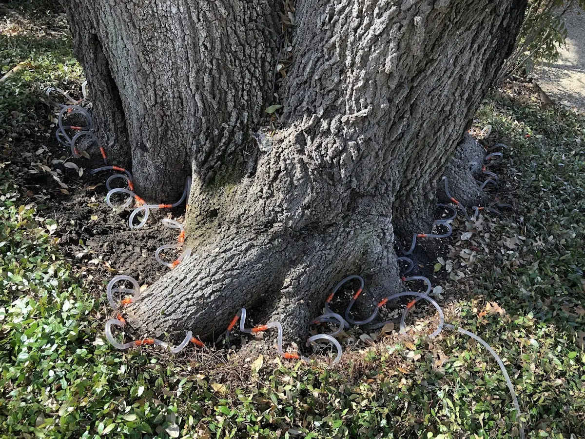 Detailed Shrub and Hedge Trimming job site in Duck