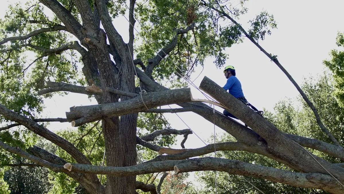 Professional Hazardous Tree Removal performed by certified arborists in Duck