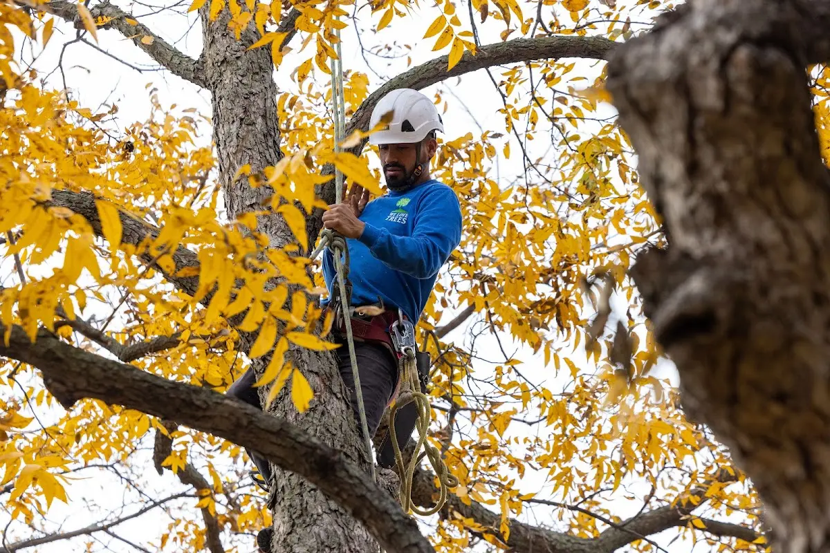 Skilled Tree Trimming crew working in Duck